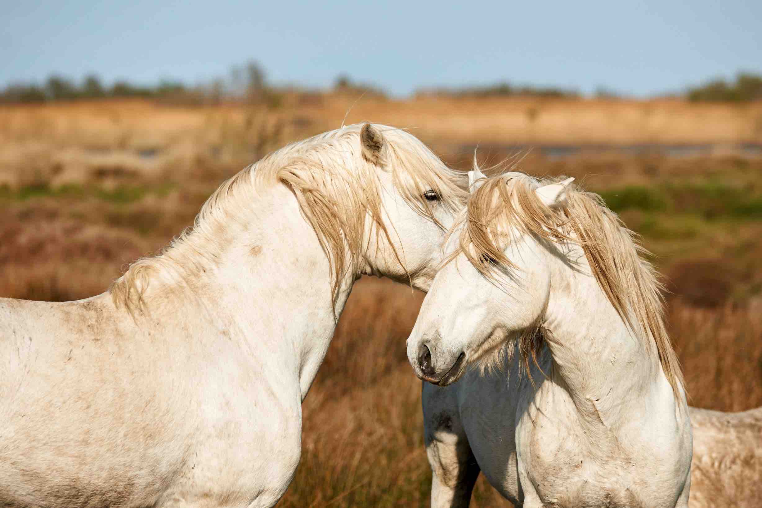port camargue